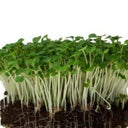 Arugula Sprouts