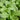 Wasabi Arugula - Jyoti's Seeds for Change