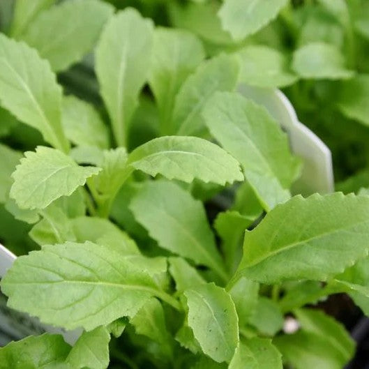 Wasabi Arugula - Jyoti's Seeds for Change