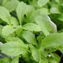 Wasabi Arugula - Jyoti's Seeds for Change