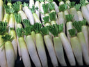 Daikon Radish - Stuart Kramer