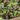 Baby Lettuce Greens - Sunny Days Farm