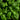 Sweet Basil - 1 lb - Stuart Kramer