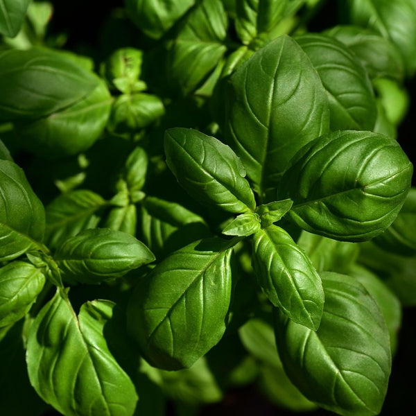 Sweet Basil - 1 lb - Stuart Kramer