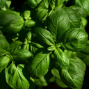 Sweet Basil - 1 lb - Stuart Kramer