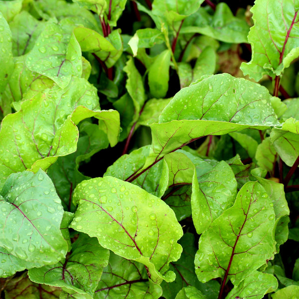 Early Wonder Beet Greens – Jyoti's Seeds for Change Farm