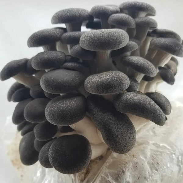 Black Pearl King Oyster Mushrooms