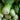 Baby Bok Choy - Groundwork