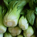 Baby Bok Choy - Groundwork