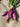 Italian Bottle Onions - Thistle Whistle