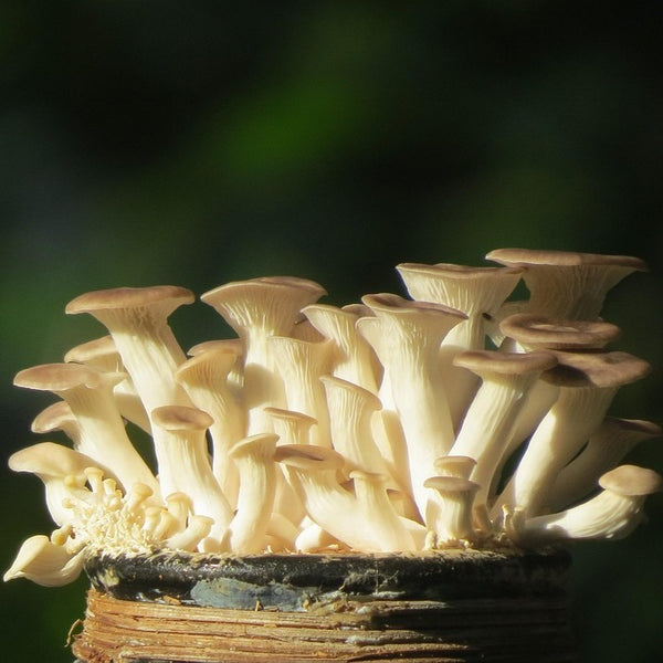 Brown Oyster Mushrooms