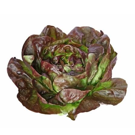 Brune D'Hiver Romaine Lettuce Heads