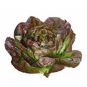 Brune D'Hiver Romaine Lettuce Heads