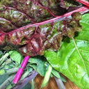 Swiss Chard Bundles - Groundwork