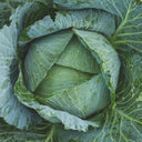 Cabbage - The Living Farm
