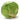 Medium Green Cabbage