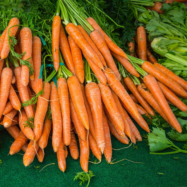 Carrots - Groundwork