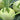 Kohlrabi - Stuart Kramer