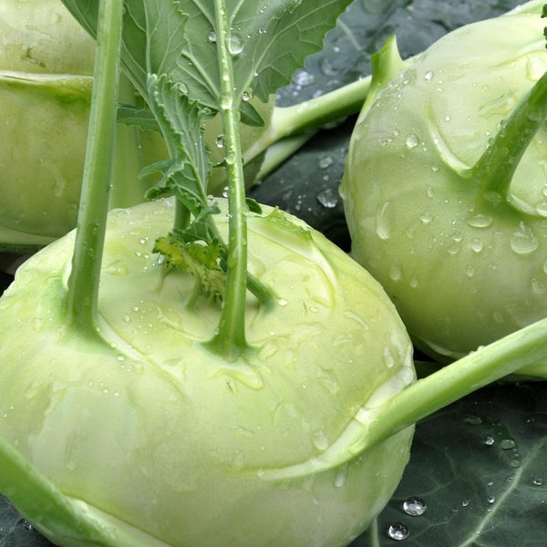 Kohlrabi - Stuart Kramer