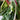 Rainbow Swiss Chard - Jyoti's Seeds For Change