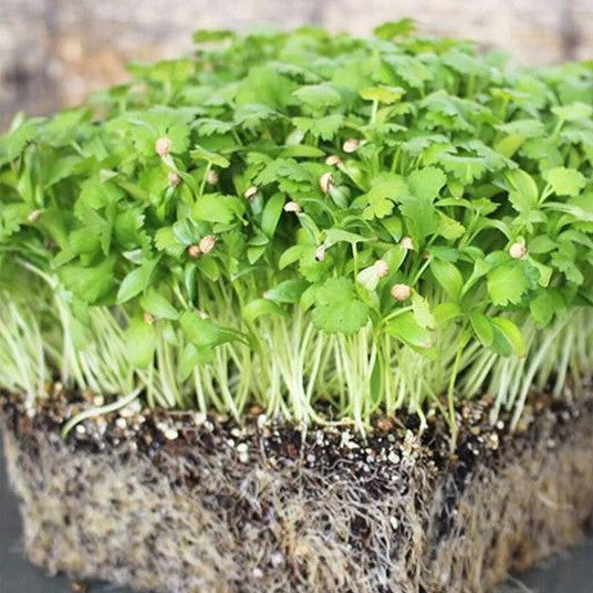 Cilantro Microgreens - Small 16 oz