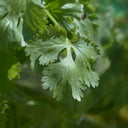 Cilantro Bunch - Stuart Kramer