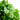 Cilantro Bunches - Groundwork