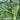 Collard Greens - Stuart Kramer