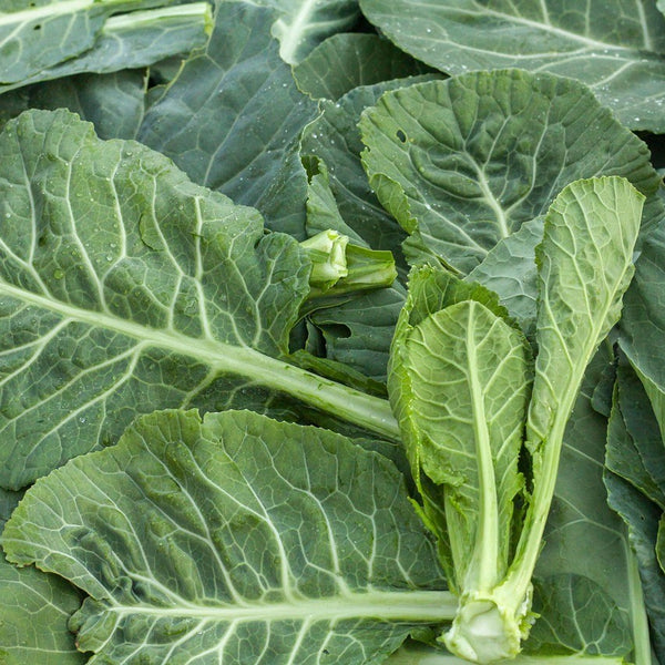 Collard Greens - Stuart Kramer