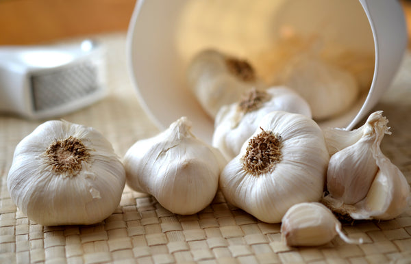 Soft Neck Garlic - Lance Swigart