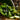 Spring Lettuce Mix - Jyoti's Seeds For Change