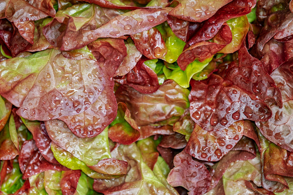 Lettuce Head - Lance Swaggert