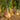 Onions - Abundant LIfe Organic