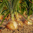Onions - Abundant LIfe Organic