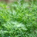 Dill Bunches - Thistle Whistle