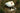 Duck Eggs