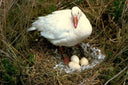 Duck Eggs