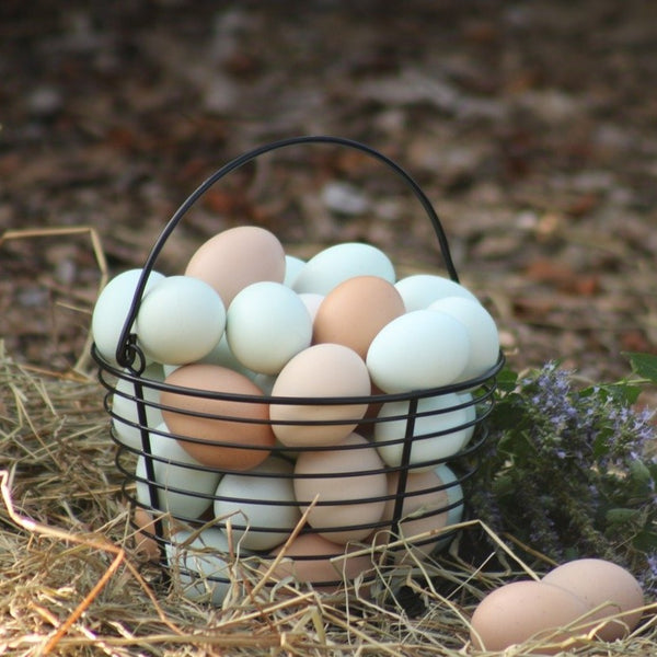 The Living Farm - Organic Feed Eggs