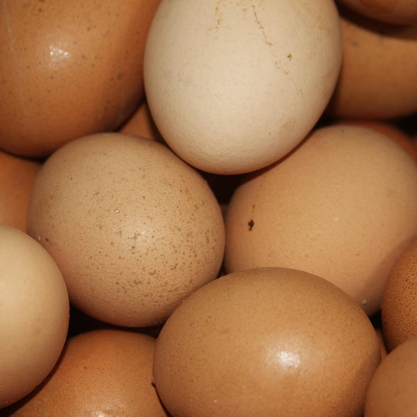 Root Rock Farm - Organic Feed Eggs