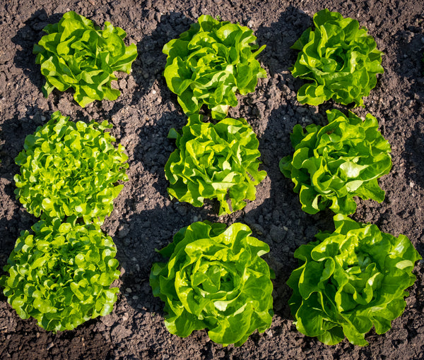 Heads of Lettuce - Jyoti's Seeds For Change