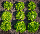 Heads of Lettuce - Jyoti's Seeds For Change