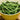 Green Beans - The Living Farm