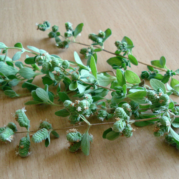 Fresh Oregano - Abundant Life Organic