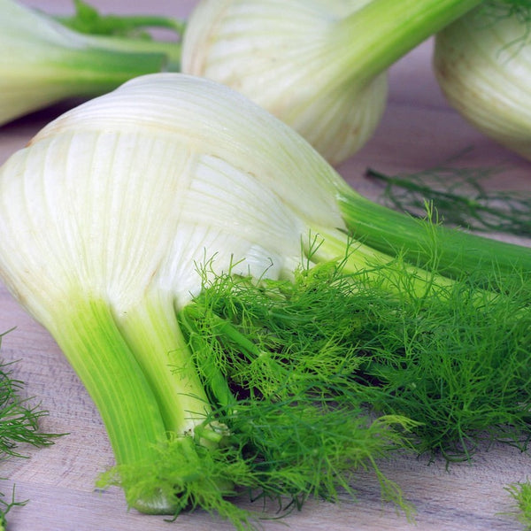 Fennel - Stuart Kramer