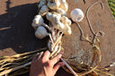 10 head Garlic Braid - Farm on Maple Drive