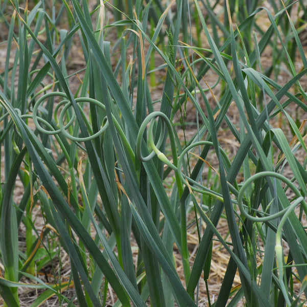 Garlic Scapes - 8 oz - Abundant Life Organic