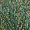 Garlic Scapes - 8 oz - Abundant Life Organic