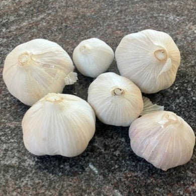 German Red Garlic – Peter McCarville Homestead