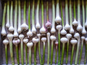 Green Garlic - Abundant Life Organic