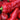 Spanish Sweet Pepper - Farm on Maple Drive